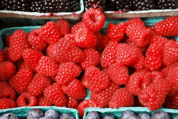 Pile of rasberries horizontal — Stock Photo, Image