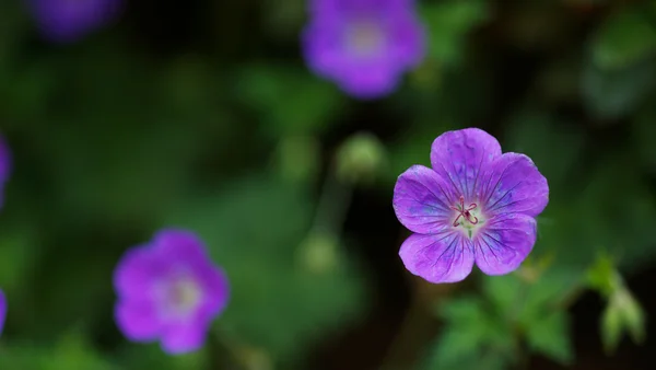 Purple Wild Geranium — Stock Photo, Image