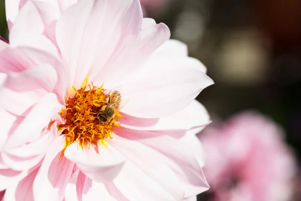 Biene auf rosa Dahlie größer dof — Stockfoto