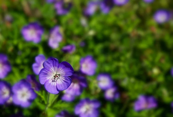 Feld von violetten wilden Geranien — Stockfoto