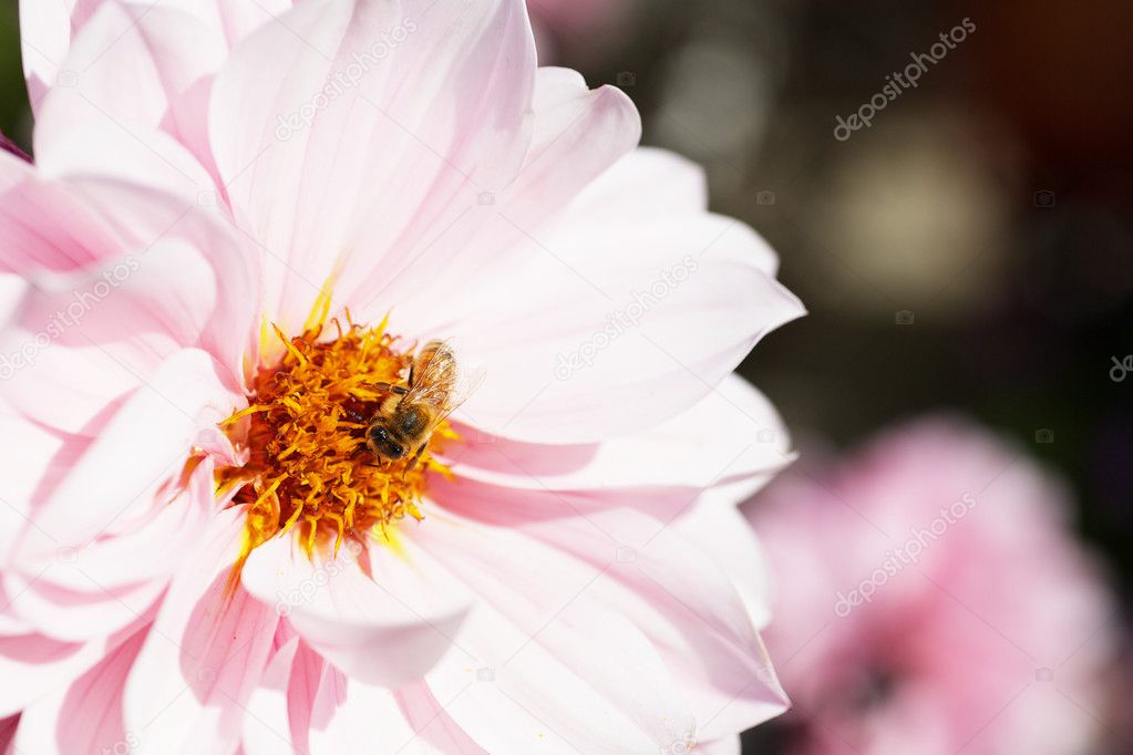 Bee on Pink Dahlia larger dof