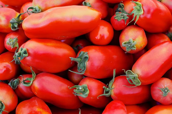 Italienische Tomaten — Stockfoto