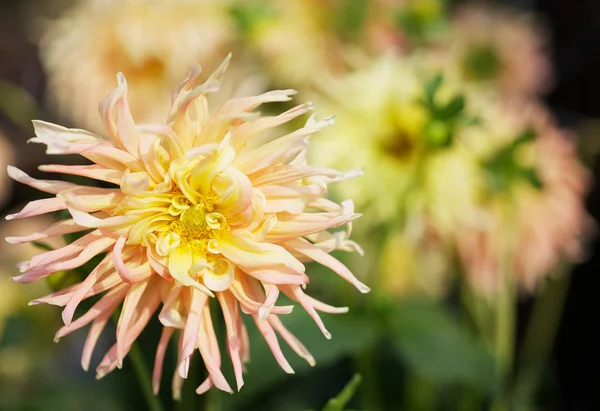 Yellow Dahlia with background — Stock Photo, Image