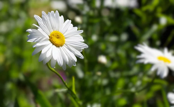 Chiudi Marguerite Fiore Margherita — Foto Stock