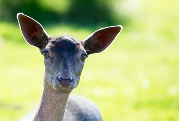 Young Fallow Deer Head backlit — Stock Photo, Image