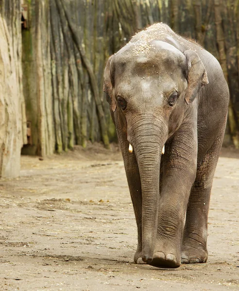 Adult Elephant — Stock Photo, Image