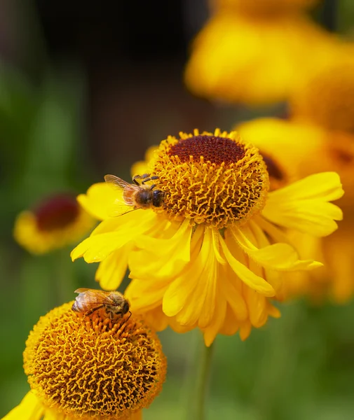 黄色锥花与蜜蜂 — 图库照片