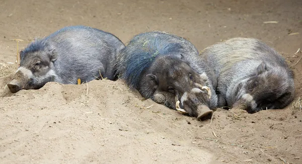 Sommeil Nord Sulawesi babirusa — Photo