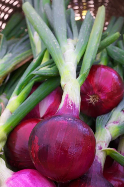 Cebollas rojas — Foto de Stock