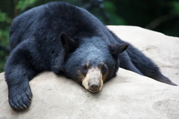 Durmiendo oso negro —  Fotos de Stock