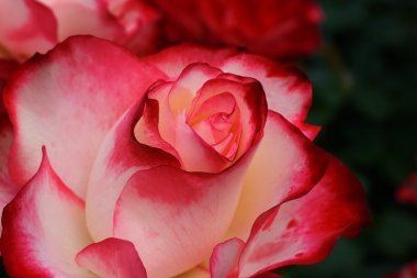 koyu kırmızı beyaz gül