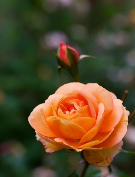 Orange rose — Stock Photo, Image