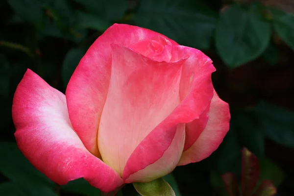 Rosa bianca e rossa — Foto Stock