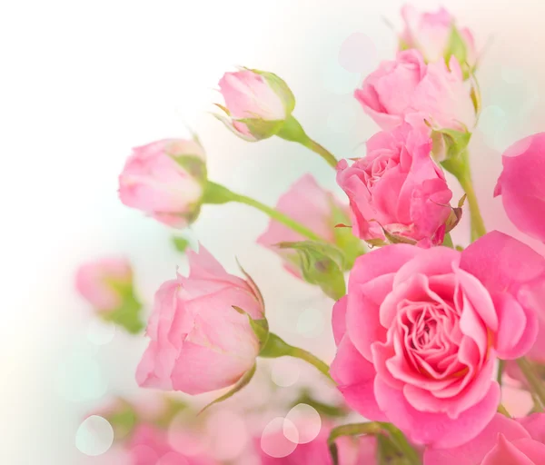 Roses — Stock Photo, Image