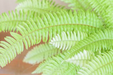 Nephrolepis Blonde (Gold) fern leaves, Indoor plant beautiful houseplant