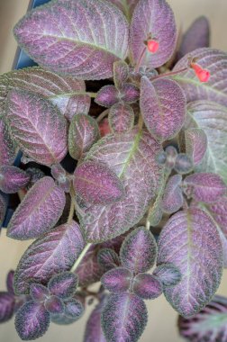 Episcia Jim's Rose Garden, Indoor plant beautiful houseplant