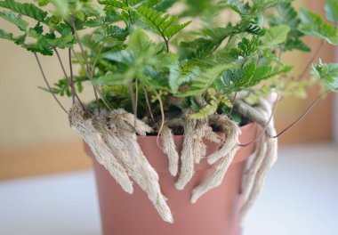 Davallia Mariesii fern, rabbit foot fern, Indoor plant beautiful houseplant