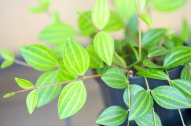 Peperomia Angulata Rocca Verde, Indoor plant beautiful houseplant