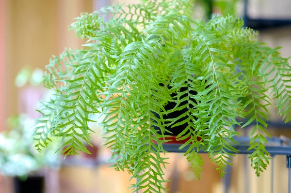 Nephrolepis Falcata Furcans Compact Form Fern Indoor Plant Beautiful Houseplant — Stok fotoğraf