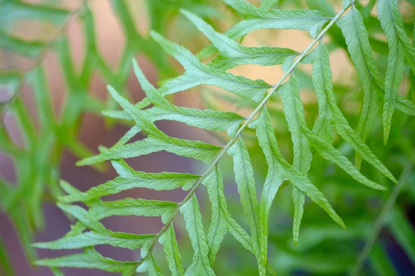 Nephrolepis Falcata Furcans Compact Form Fern Leaves Indoor Plant Beautiful — Zdjęcie stockowe