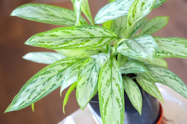 Aglaonema Silver Queen Indoor Plant Beautiful Houseplant — стоковое фото