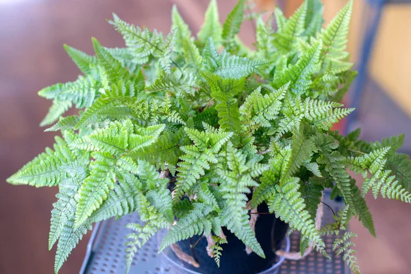 Davallia Mariesii Fern Rabbit Foot Fern Indoor Plant Beautiful Houseplant — Foto de Stock