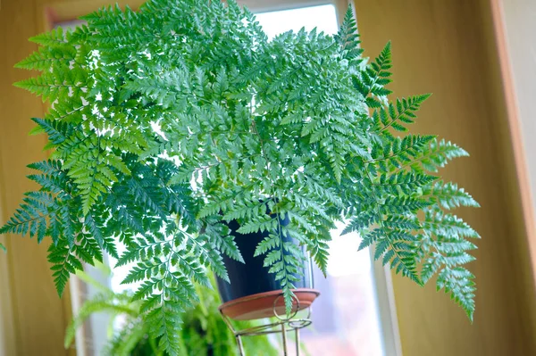 Arachnoides Aristata Forst Tindale Fern Rumora Indoor Plant Beautiful Houseplant — Foto de Stock