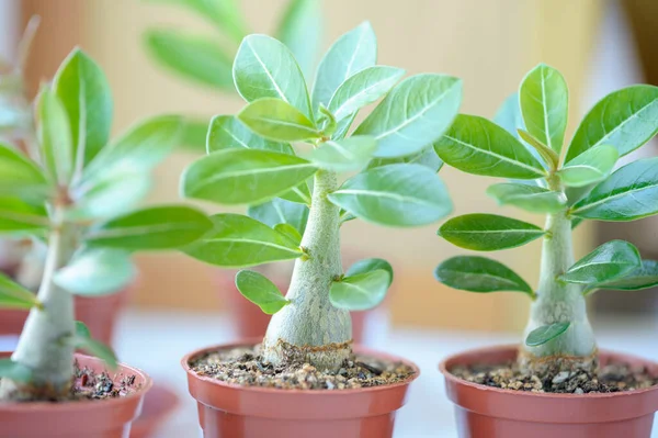 Adenium Seedlings Indoor Plant Beautiful Houseplant — Foto Stock