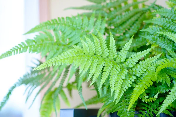 Microlepia Strigosa Fern Indoor Plant Beautiful Houseplant — Foto de Stock