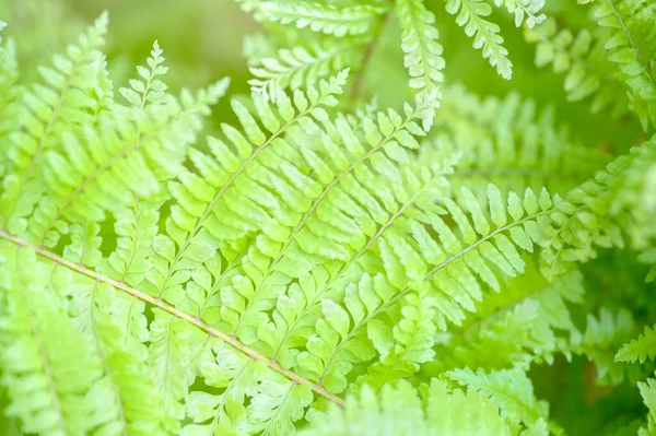 Nephrolepis Vintage Lace Yellow Fern Leaves Indoor Plant Beautiful Houseplant — Foto Stock