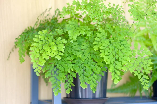Adiantum Fern Indoor Plant Beautiful Houseplant — Stock Fotó