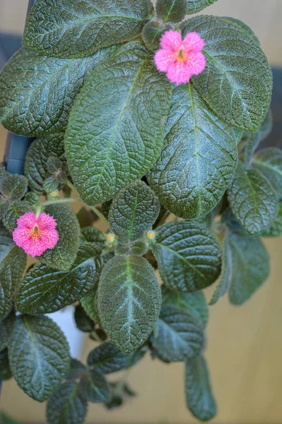 Episcia Indoor Plant Beautiful Houseplant — Zdjęcie stockowe