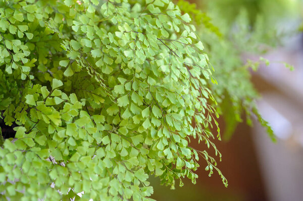 Adiantum fern, Indoor plant beautiful houseplant