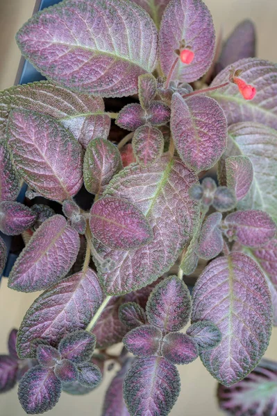 Episcia Jim Rose Garden Indoor Plant Beautiful Houseplant — Stock Photo, Image