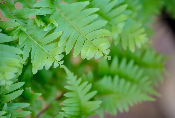 Nephrolepis Fern Leaves Indoor Plant Beautiful Houseplant — Stockfoto