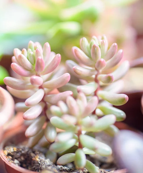 Sedum Rubrotinctum Aurora Succulent Indoor Plant Beautiful Houseplant — Fotografia de Stock