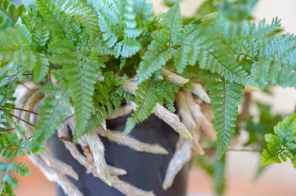 Davallia Mariesii Fern Rabbit Foot Fern Indoor Plant Beautiful Houseplant —  Fotos de Stock