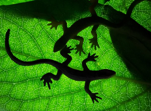 Lagarto — Fotografia de Stock