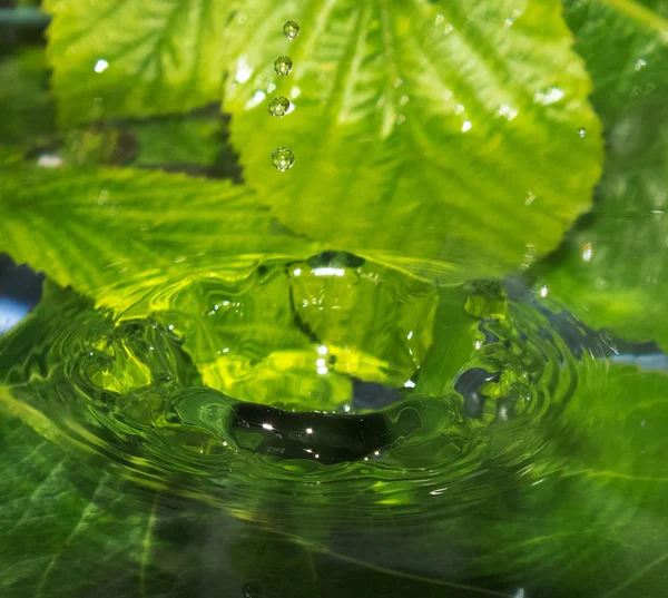 Капля дождевой воды — стоковое фото