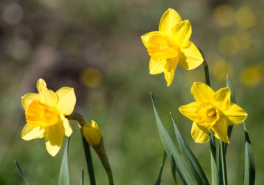 narcis