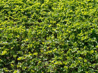 Güzel yeşil çimen dokusu