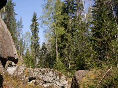 Orman