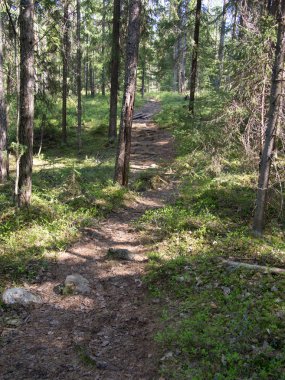 orman yolu