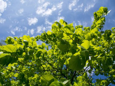 ağaç ve mavi gökyüzü bırakır