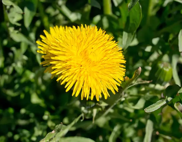 Dandelion — Stock Photo, Image