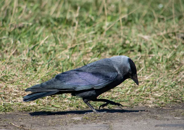 カラスの鳥 — ストック写真