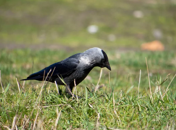 Dohlenvogel — Stockfoto