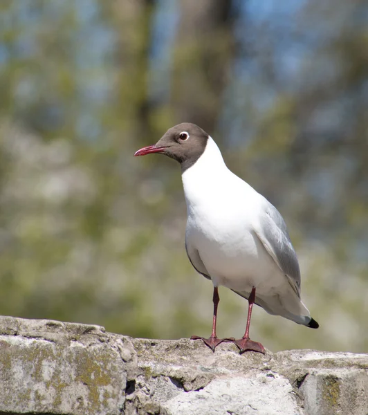 Seagull — Stock Photo, Image