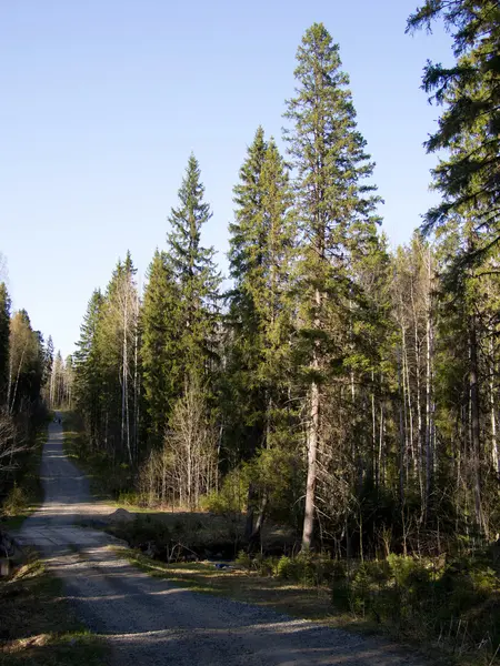 Forest road — Stock Photo, Image