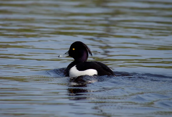 Tufted Duck — Stock Photo, Image